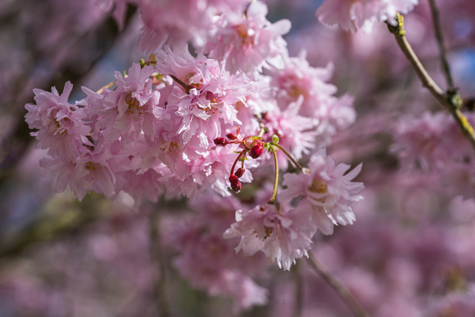 Rosa Farbtupfer 