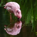 Rosa Flamingo 001