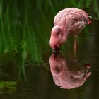 Rosa Flamingo 005