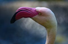 rosa Flamingo