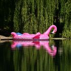 Rosa Flamingo
