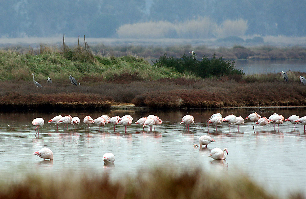 Rosa Flamingo