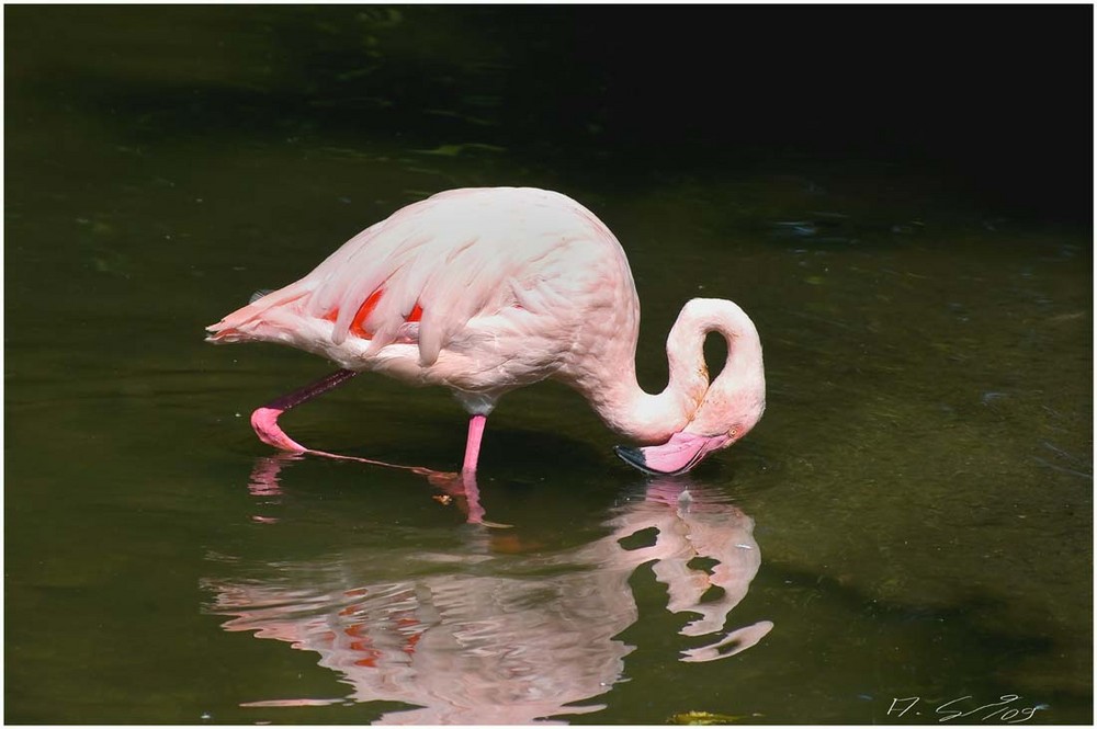 Rosa Flamingo