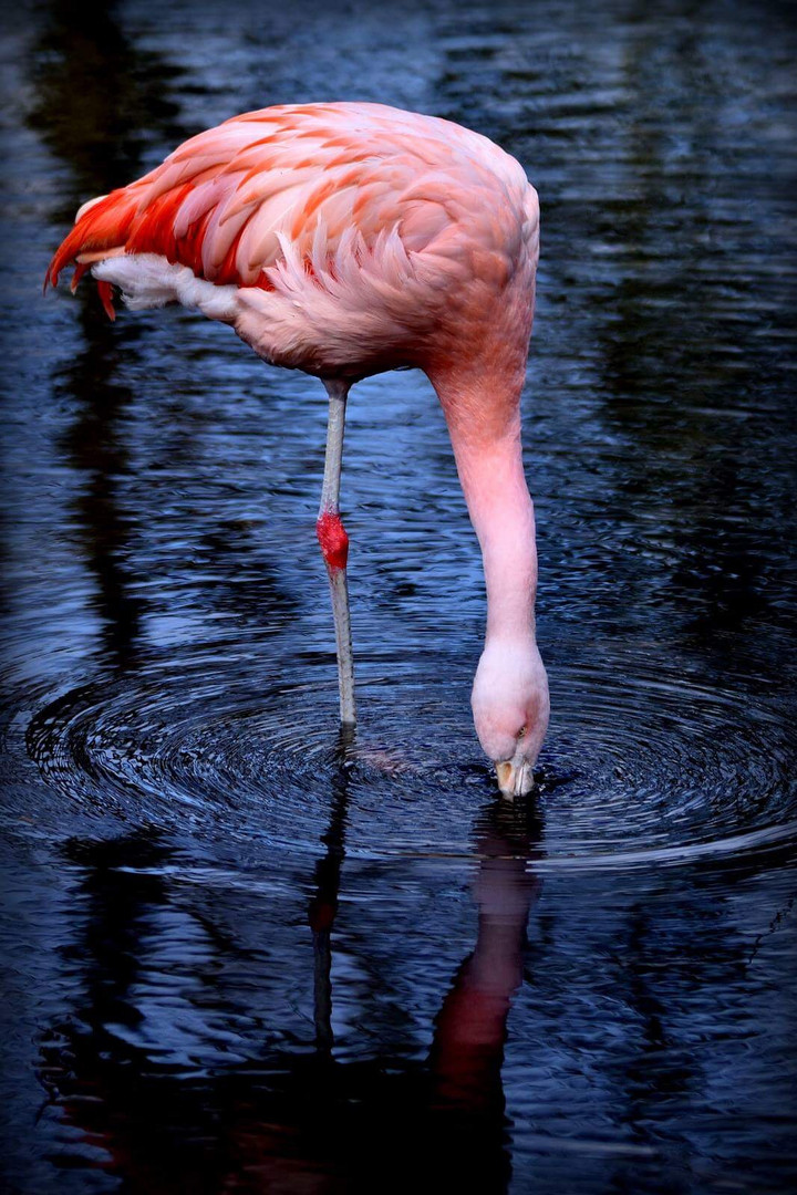 rosa Flamingo 