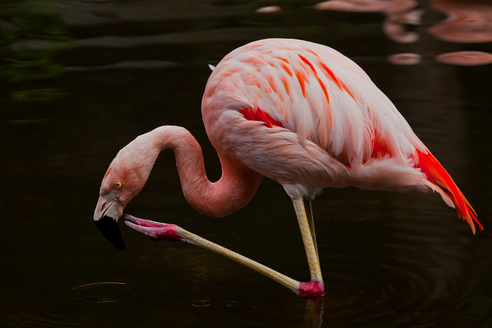 Rosa Flamingo