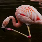 Rosa Flamingo