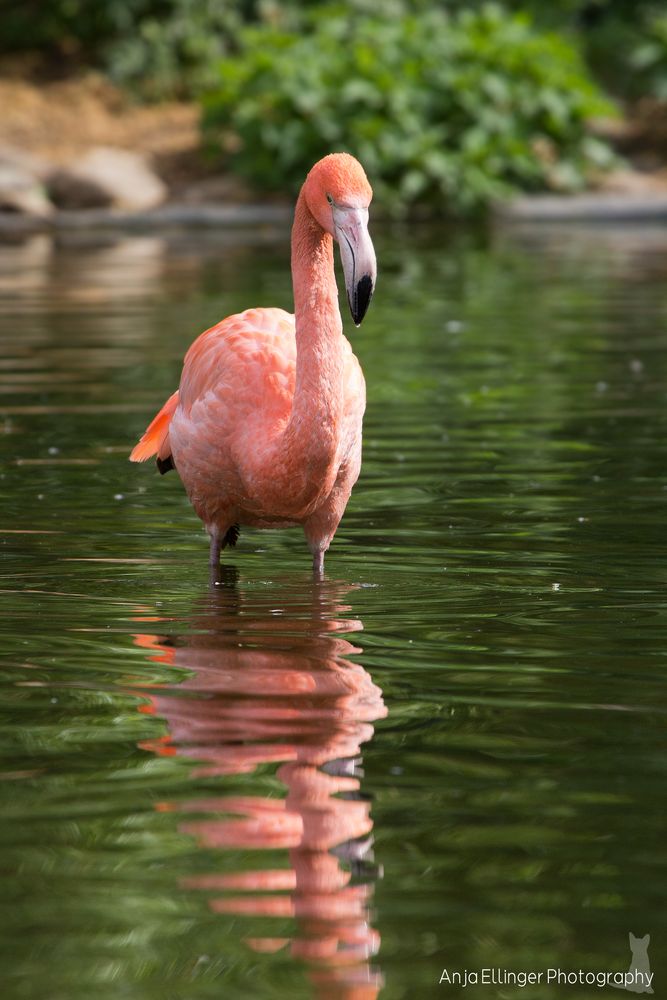 Rosa Flamingo