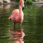 Rosa Flamingo