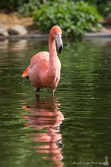 Rosa Flamingo