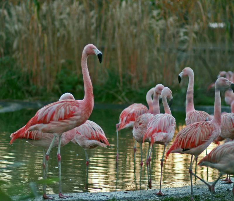 Rosa Flamingo