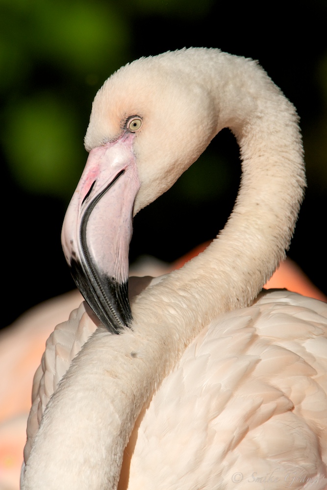 Rosa Flamingo