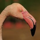 Rosa Flamingo