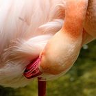 rosa Flamingo bei der Schönheitspflege