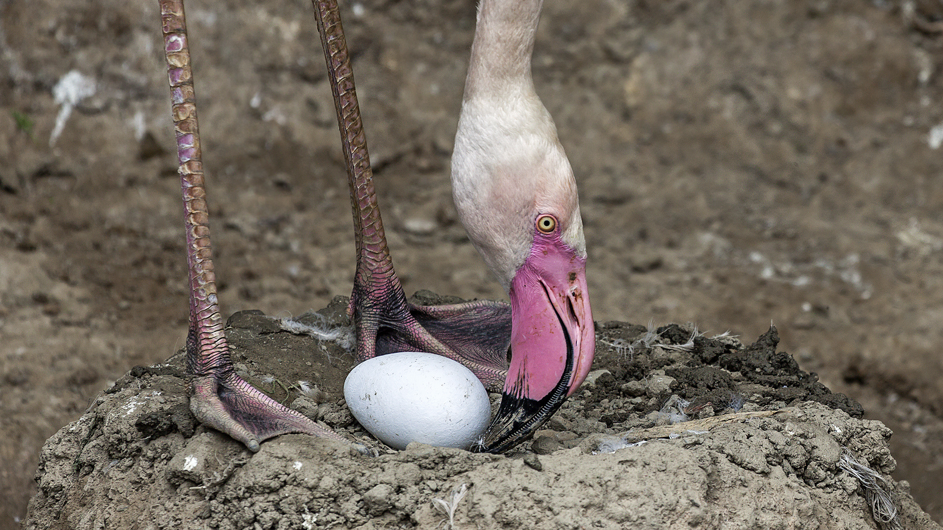 ROSA FLAMINGO beim Brutgeschäft