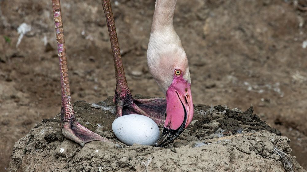 ROSA FLAMINGO beim Brutgeschäft