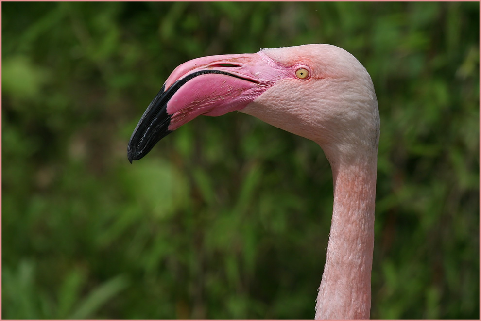 Rosa Flamingo