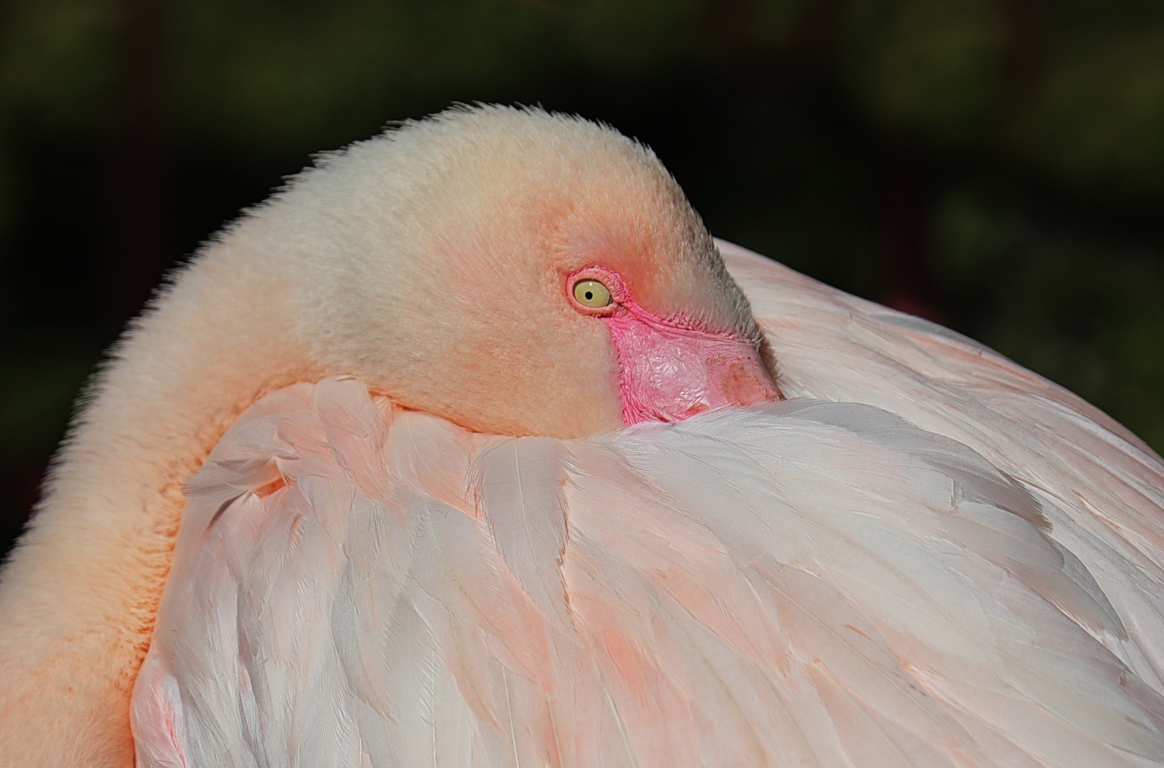 rosa Flamingo in Ruhephase