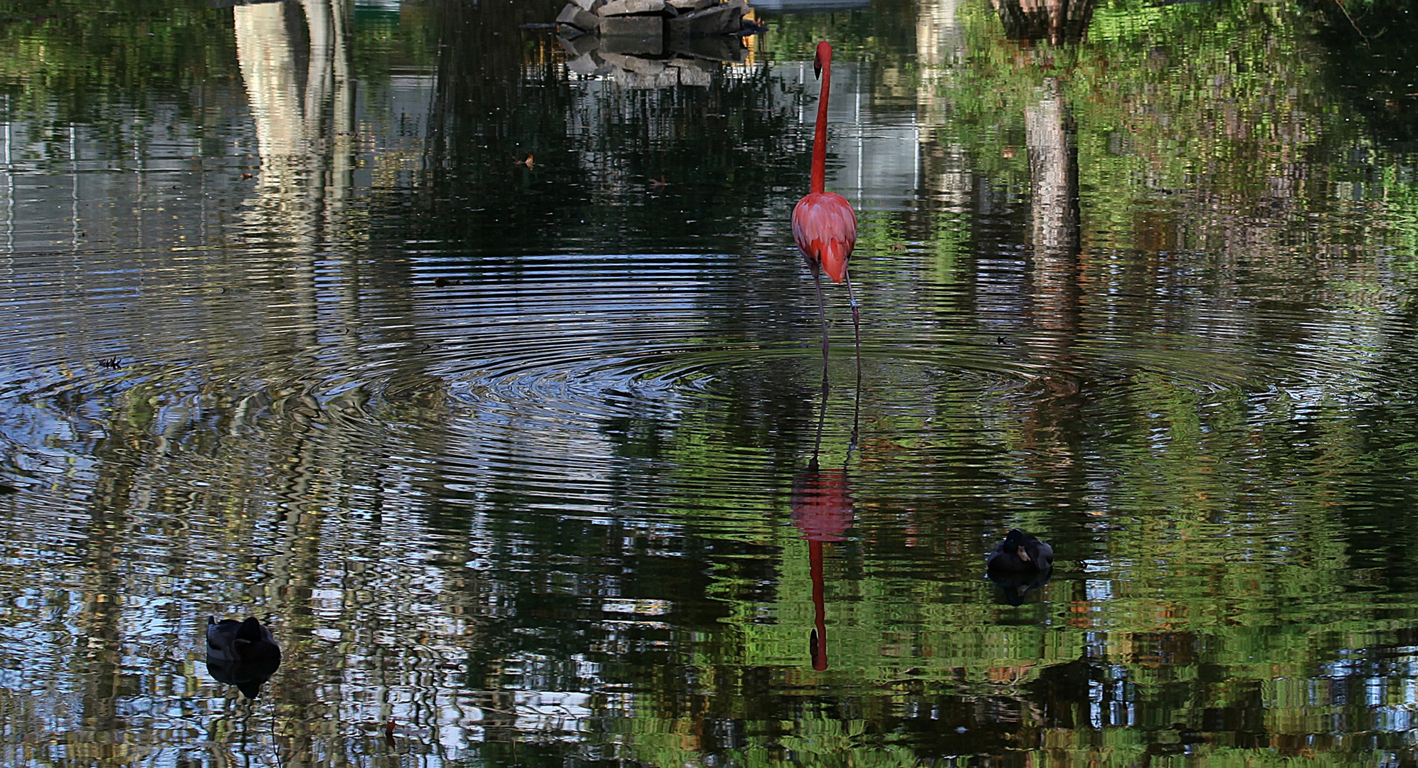 Rosa Flamingo in seinem Privatpool ..