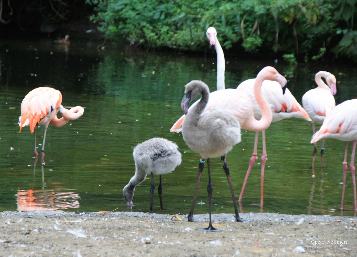 rosa Flamingo mit Küken