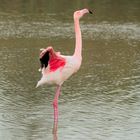 Rosa Flamingo (Phoenicopterus roseus), Greater flamingo, Flamenco común