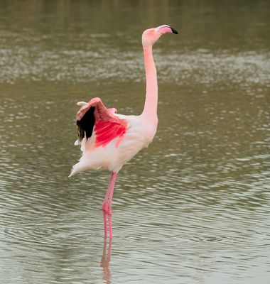 Rosa Flamingo (Phoenicopterus roseus), Greater flamingo, Flamenco común