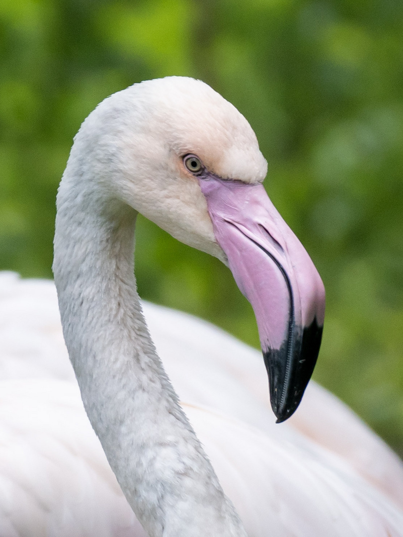 Rosa Flamingo Porträt  im Tierpark Ueckermünde