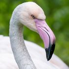 Rosa Flamingo Porträt  im Tierpark Ueckermünde