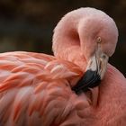 Rosa Flamingo-Portrait 001 