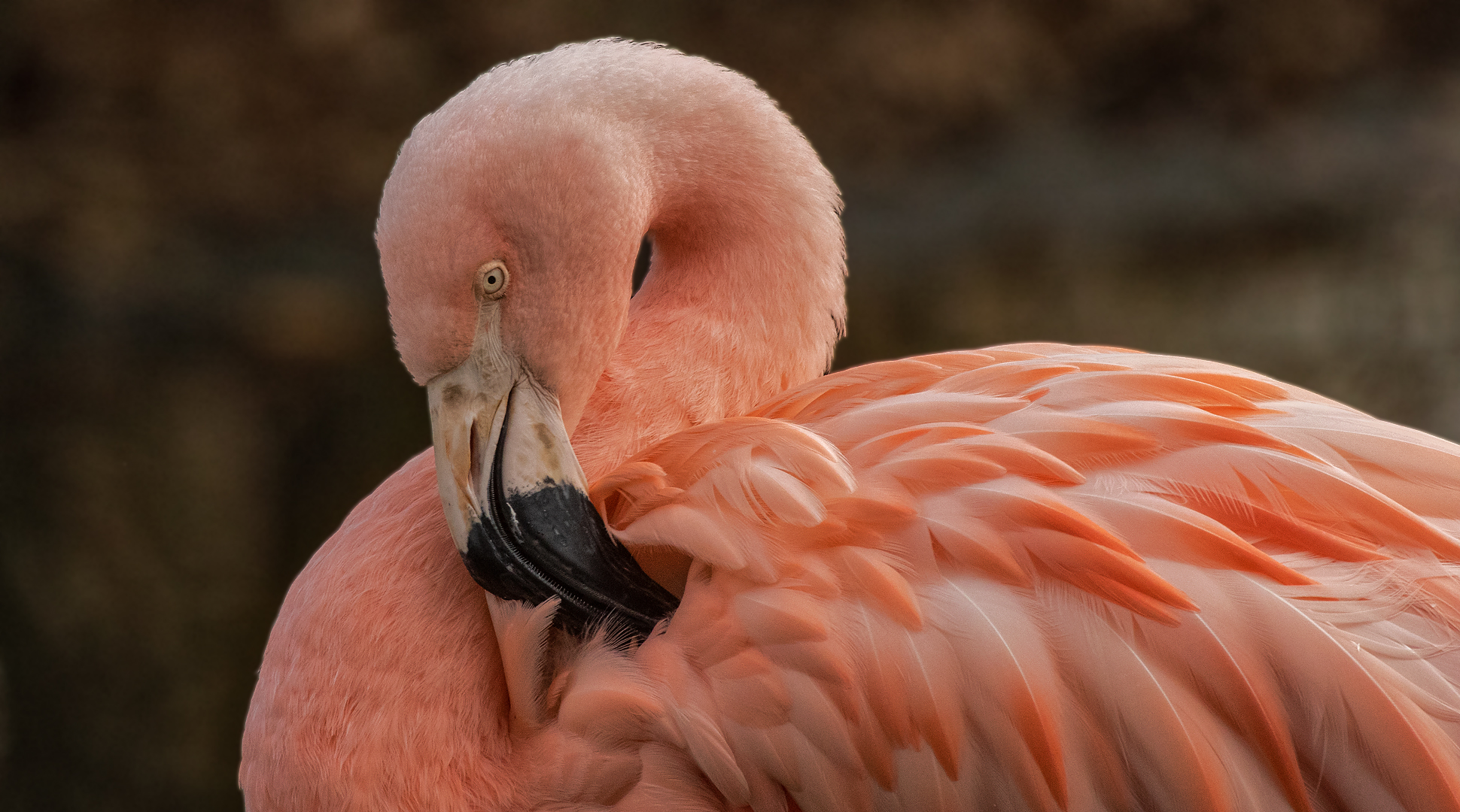 Rosa Flamingo-Portrait 001