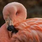 Rosa Flamingo-Portrait 001