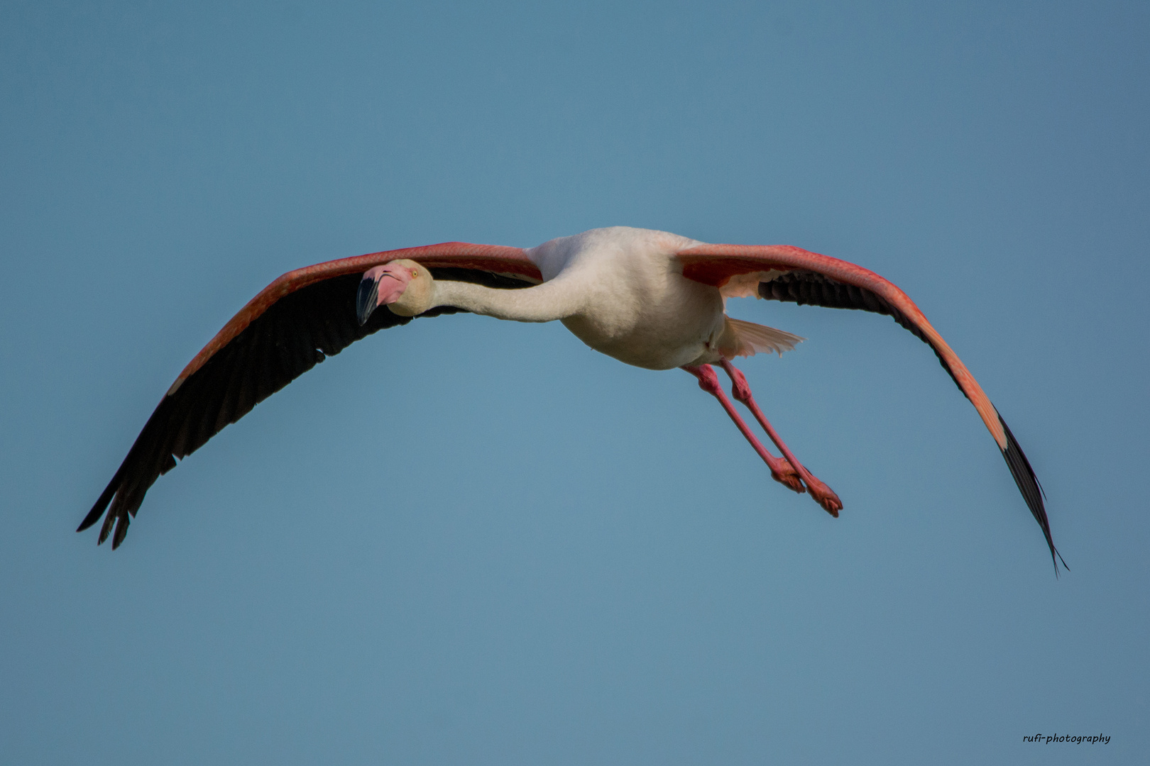 Rosa-Flamingo sucht Landeplatz