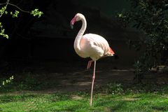 Rosa Flamingo (Zoo Neuwied)