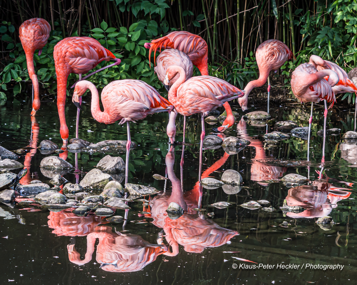 Rosa Flamingos