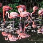 Rosa Flamingos