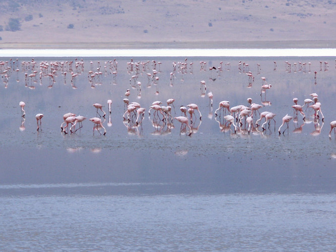 Rosa Flamingos