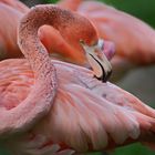   Rosa  Flamingos