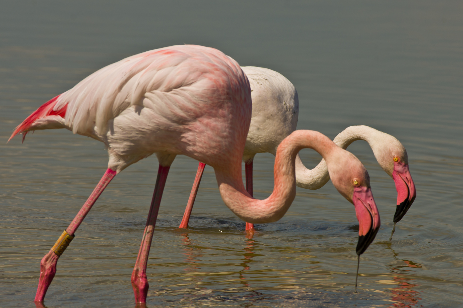 Rosa Flamingos Camargue