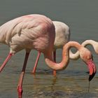 Rosa Flamingos Camargue