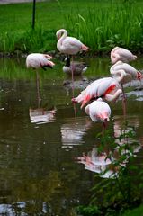 rosa Flamingos