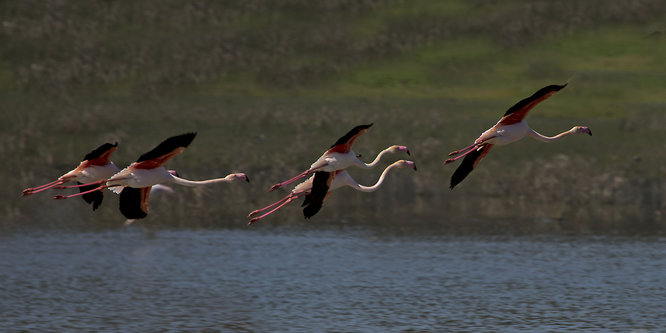 Rosa Flamingos