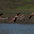 Rosa Flamingos