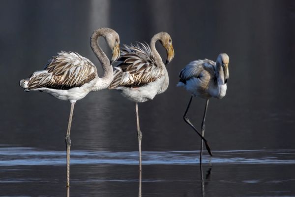Rosa Flamingos genießen die ersten Sonnenstrahlen (Klingnau Reservoir)
