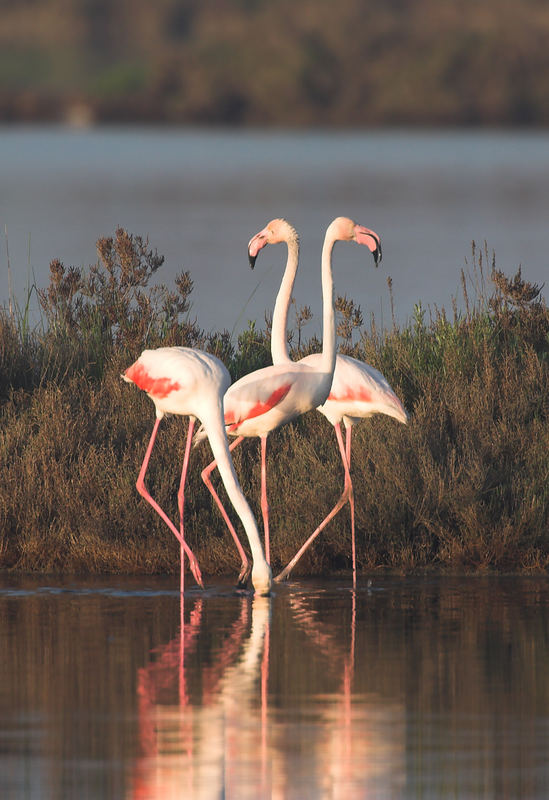 Rosa Flamingos in den Valli di Comacchio Teil 2