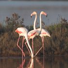 Rosa Flamingos in den Valli di Comacchio Teil 2