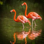 rosa Flamingos - Vogelpark Walsrode