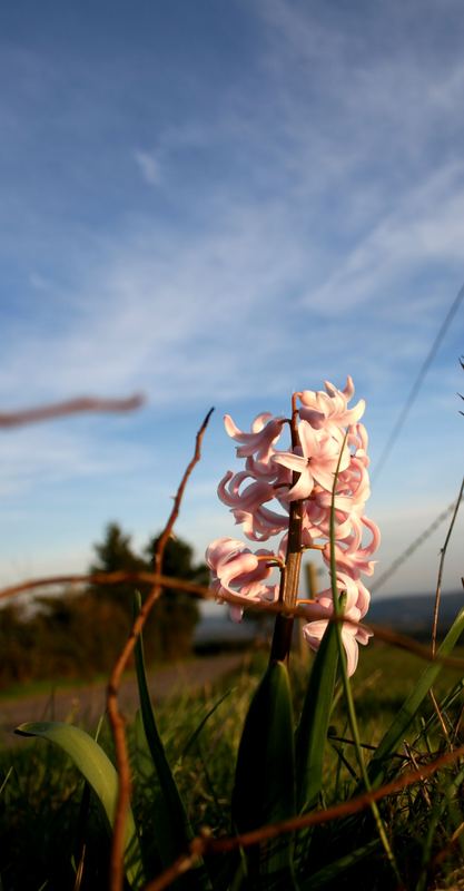 rosa Flecken am Stacheldraht