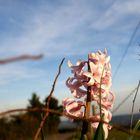 rosa Flecken am Stacheldraht