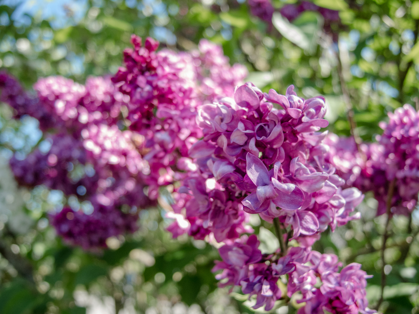 Rosa Fliederblüte