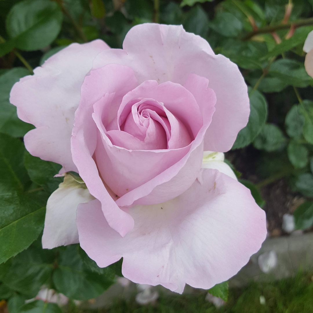 Rosa-fliederfarbene Rose