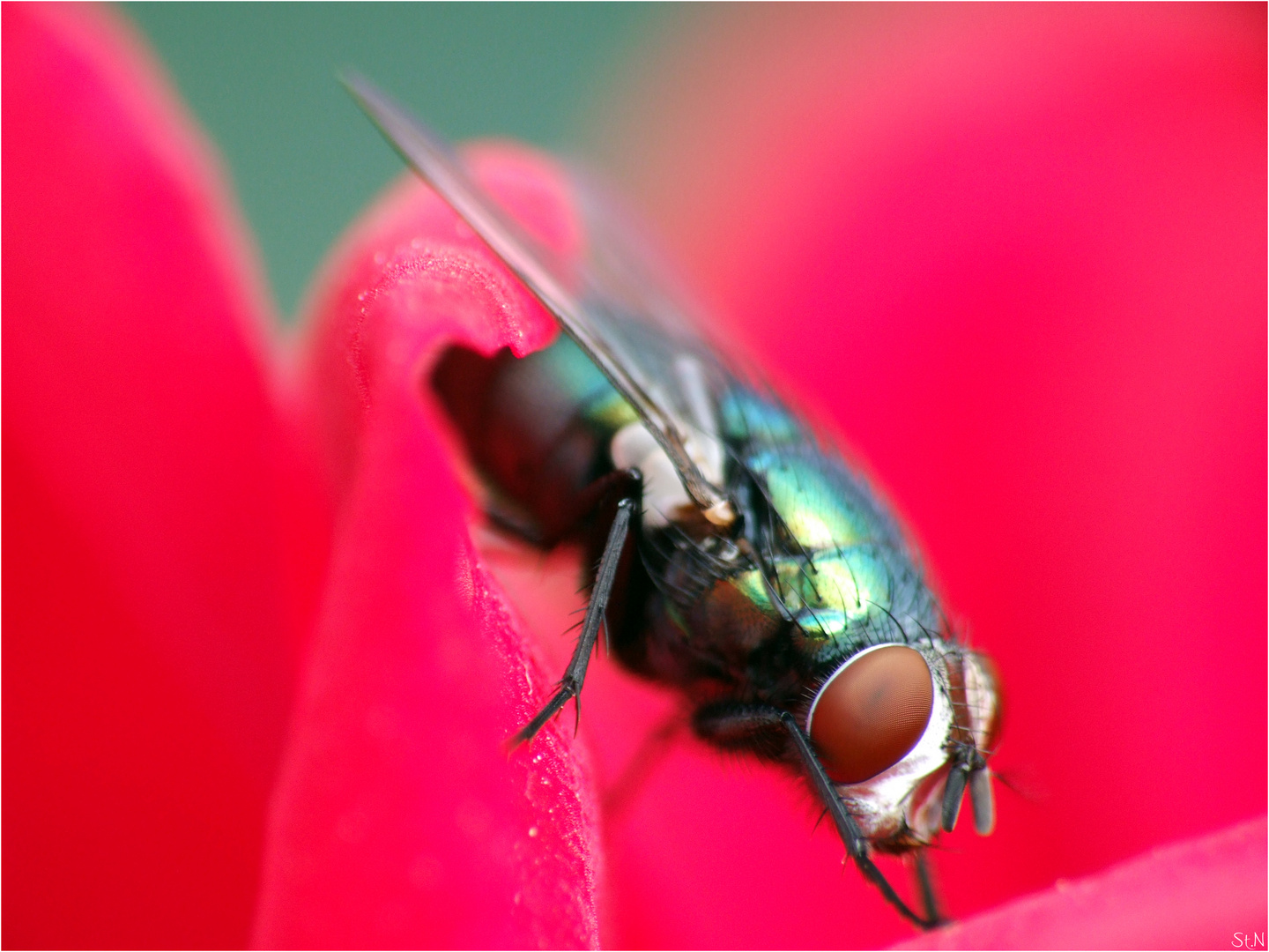 Rosa Fliegenauge